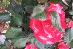 Apartmány Nejašmić Apartmán 2 foto 1