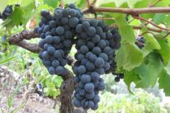 Apartmány Mratović Apartmán 3 foto 6