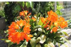 Villa Lidija Apartmán 2 – 1. kat foto 1