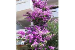 Apartmány Ražanj (Apartmány Soldić) Apartmán 2 foto 4