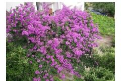 Apartmány more Apartmán 3 foto 4