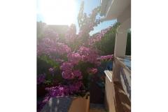 Apartmány Galunić Apartmán 1 – prizemlje foto 2