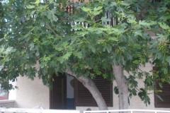 Apartmány  Smokva   Pokoj 3 – Maslina foto 5