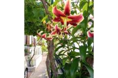 Apartmány Milka-Jure Srima-Vodice Apartmán 2 – Apartman 2 foto 4