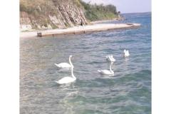 Apartmány Benić Apartmán 4 – Apart 2 foto 1