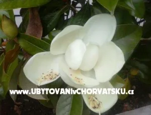 Apartm�ny Magnolija