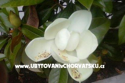 Apartmány Magnolija Biograd Chorvatsko