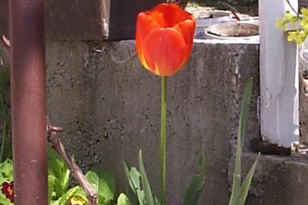 Ankica Apartmány foto 4