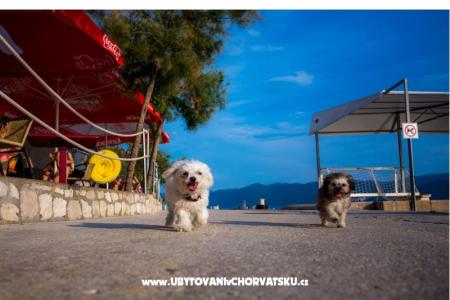 AG Komarna | Pelješac B. Apartmány foto 5