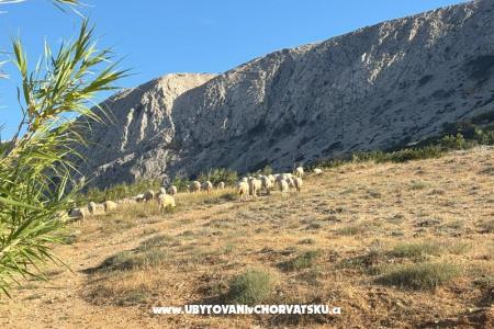 Apartmány Branka foto 2