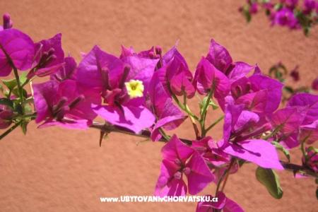 Apartmány Kovacika foto 4