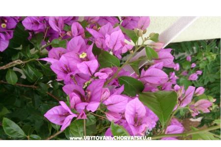 Marea Apartmány Mandre foto 5