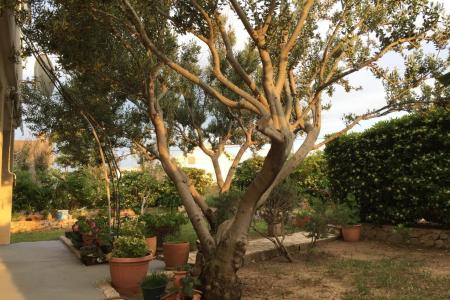 Apartmány Biba i Luce foto 2