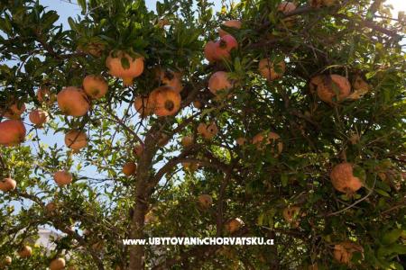 Apartmán Ćiro foto 4