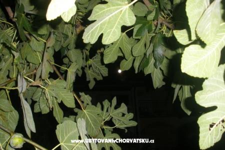 Apartmány  Smokva   foto 4