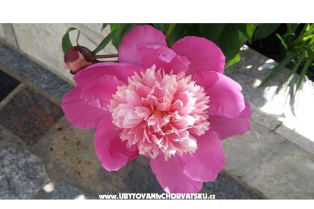 Love Zaostrog foto 5