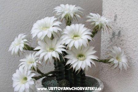 Apartmány LM foto 3