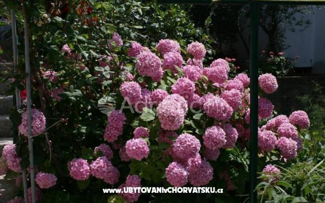 Apartmány Daria – Ubytování Podgora Chorvatsko