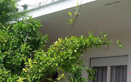 Arba – Ubytování ostrov Rab Chorvatsko