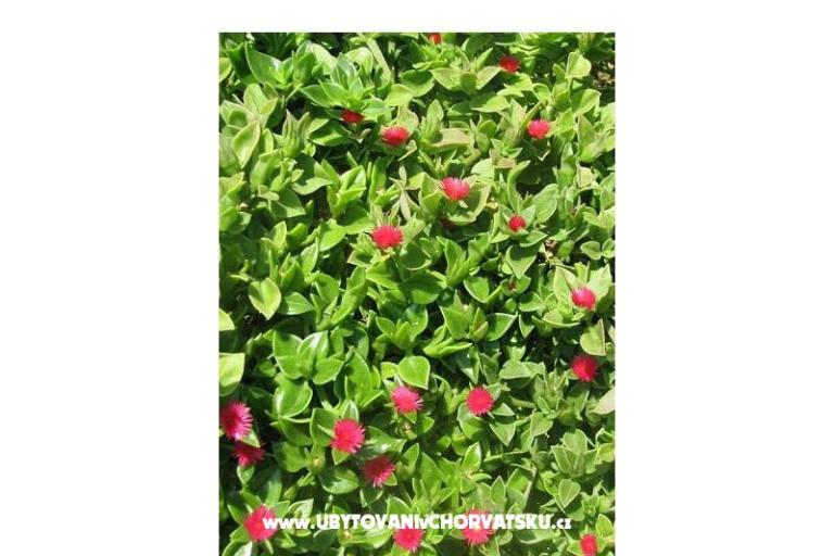 Ana Apartmány – foto 12