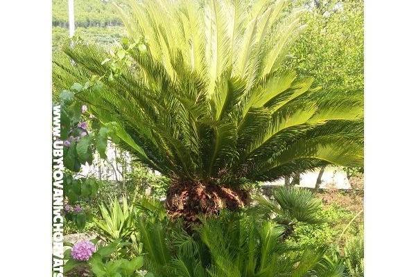 Apartmány Sulic-Krvavica – foto 28