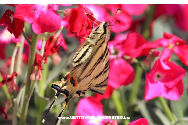 Dragan Apartmány – foto 15