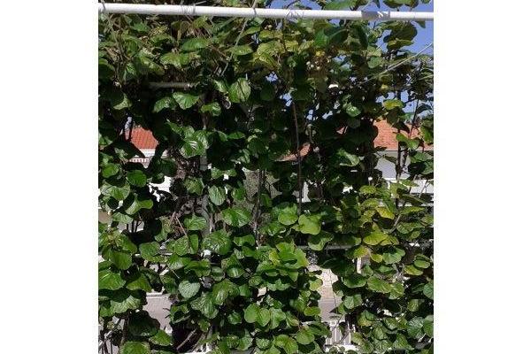 Apartmány Margarita – foto 15