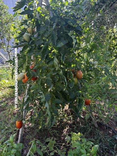 Primorje – foto 24