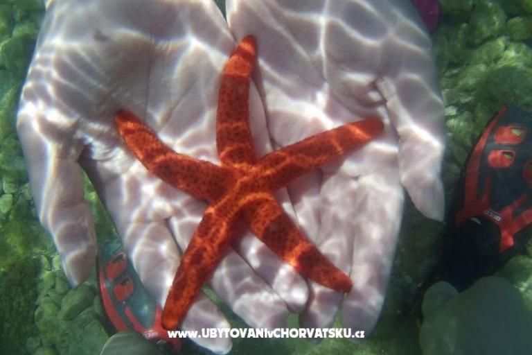 Apartmány Mario – foto 17