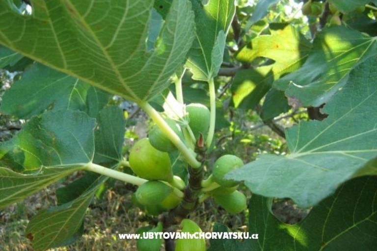 Dům Ankica – foto 4