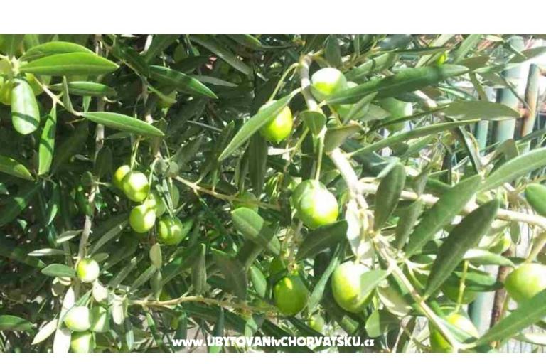 Dům Ankica – foto 5