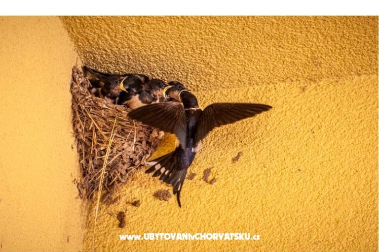 Peter´s Apartmán – foto 6