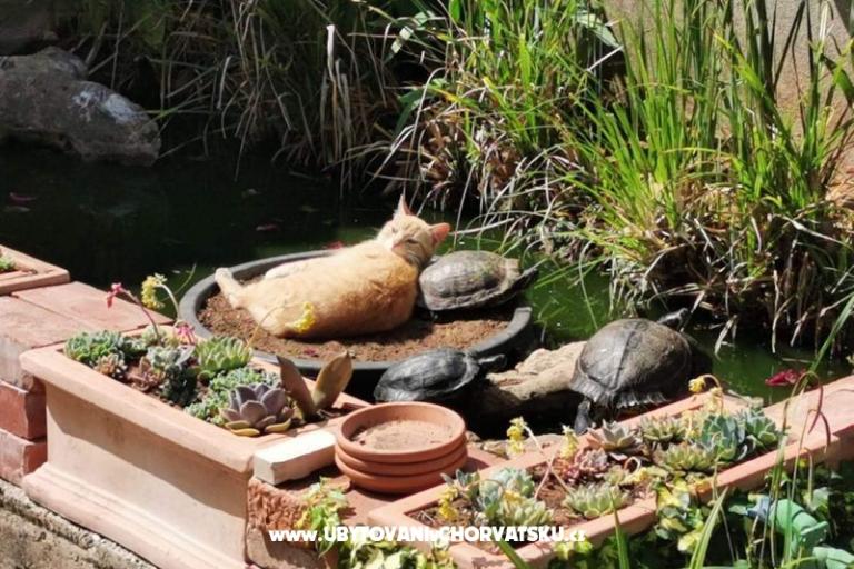 Apartmány Vesna – foto 29