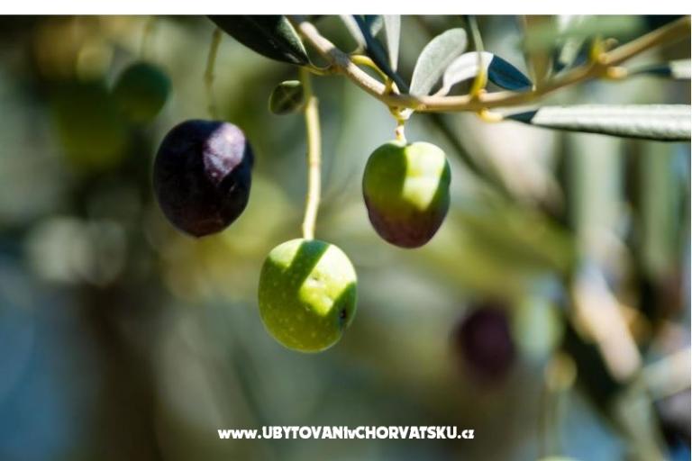 Apartmán Franica – foto 13