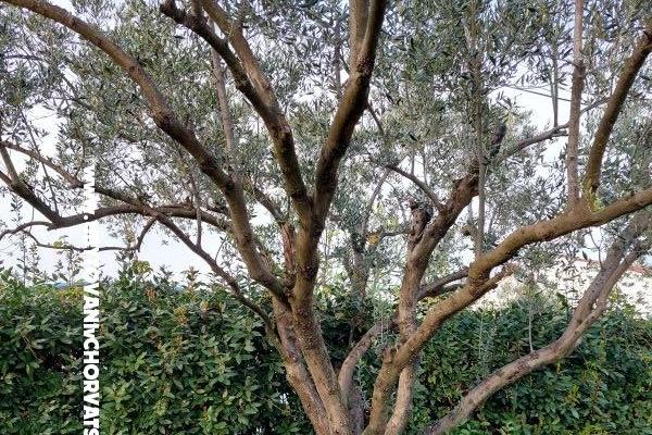 Dům k odpočinku - Apartmán Milka – foto 16