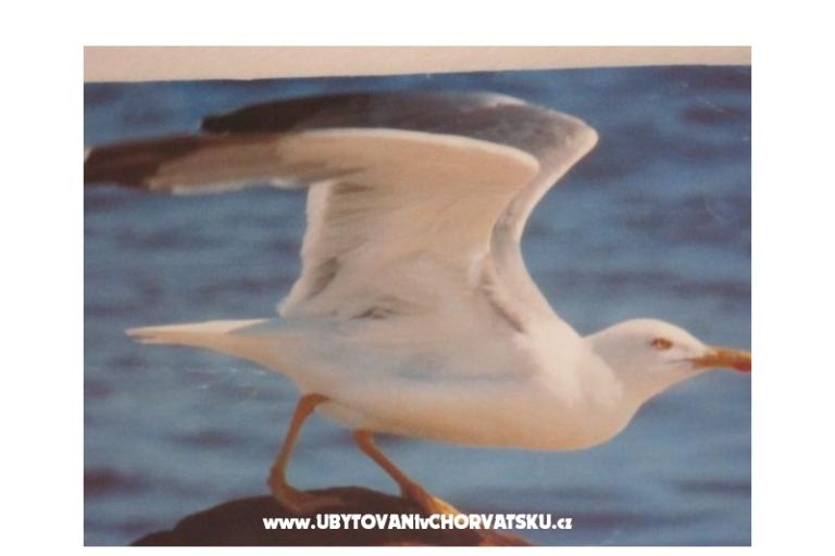 Apartmány Pedišić – foto 17