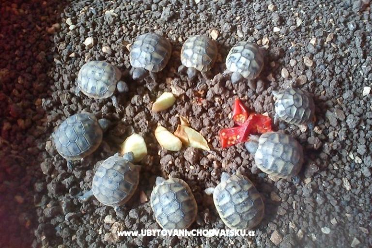 Apartmány Ivana  – foto 10