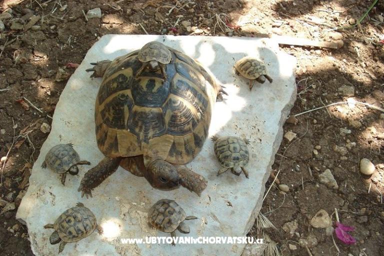 Apartmány Ivana  – foto 11