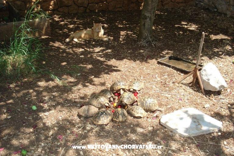 Apartmány Ivana  – foto 24