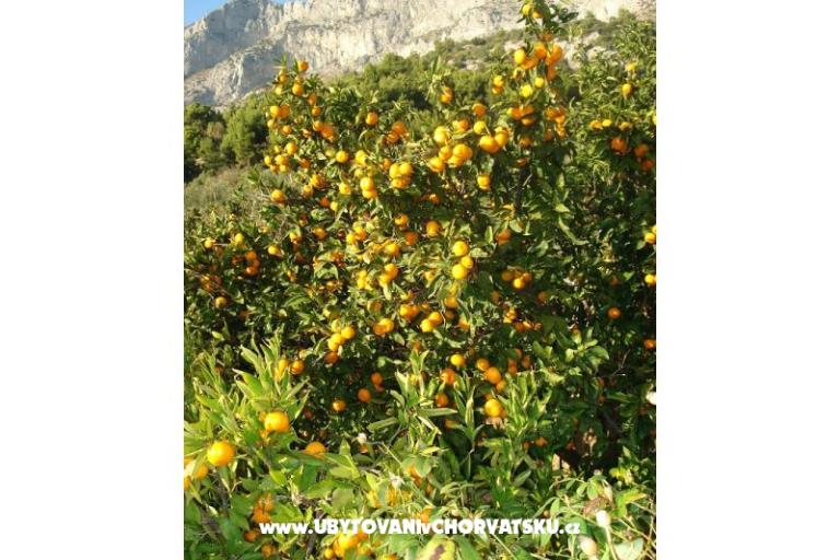 Apartmány Ivana  – foto 27