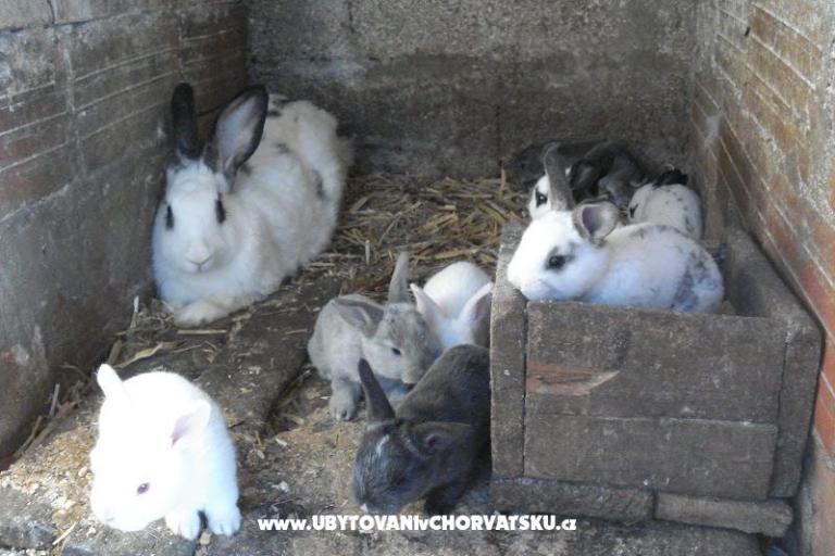 Apartmány Ivana  – foto 29