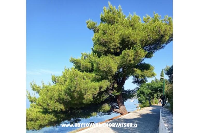 Apartmány NIKOLA – foto 11