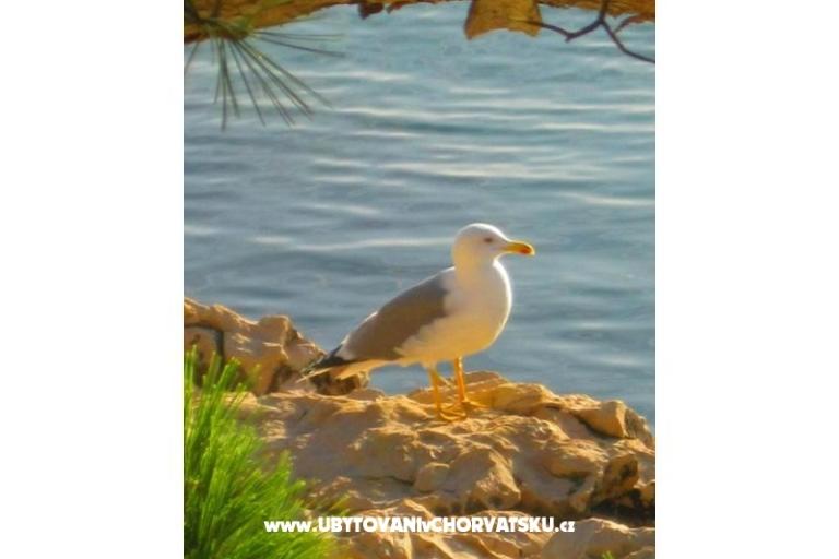 Apartmány Dunja – foto 11