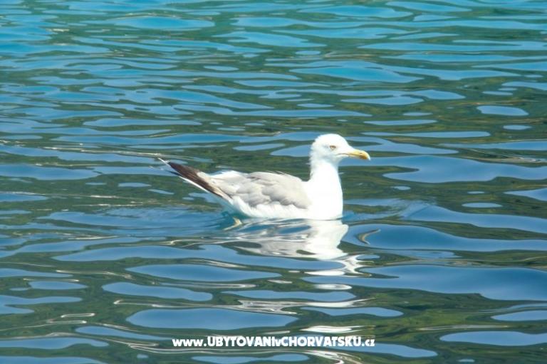 Apartmány Ivee – foto 8