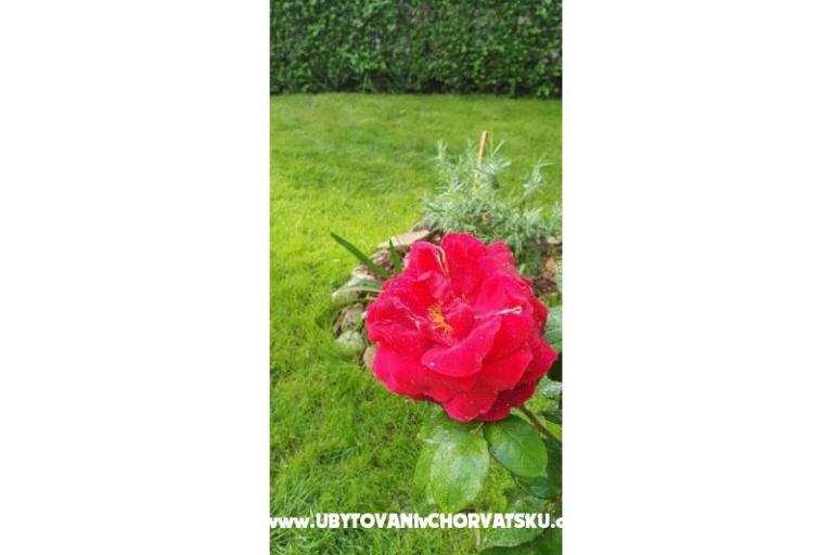 Apartmán Toth – foto 11