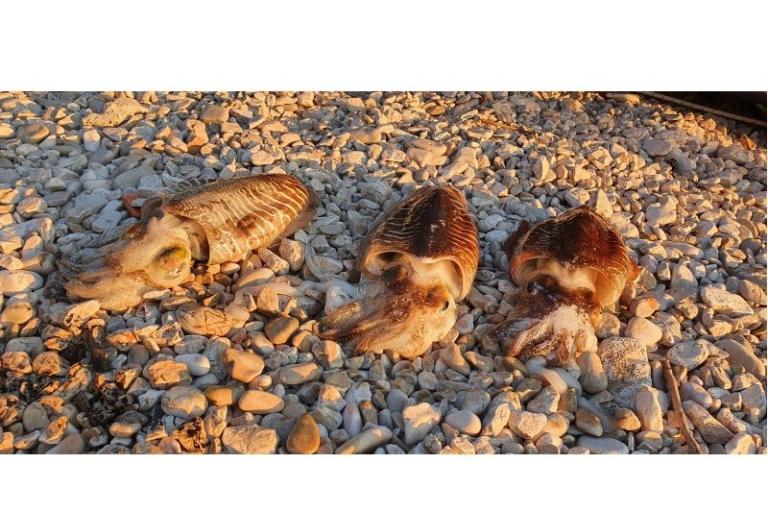 Apartmán Toth – foto 16