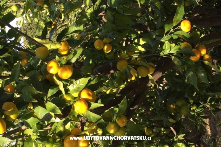 Vila Joško – foto 13