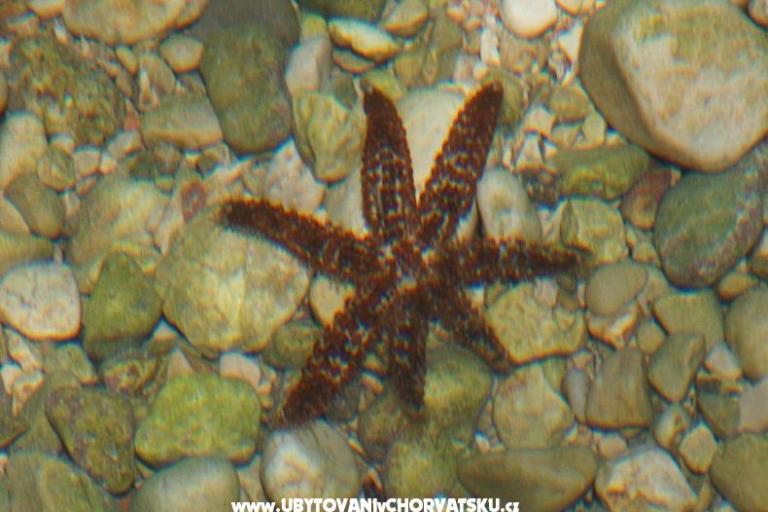 Apartmány Anja – foto 11