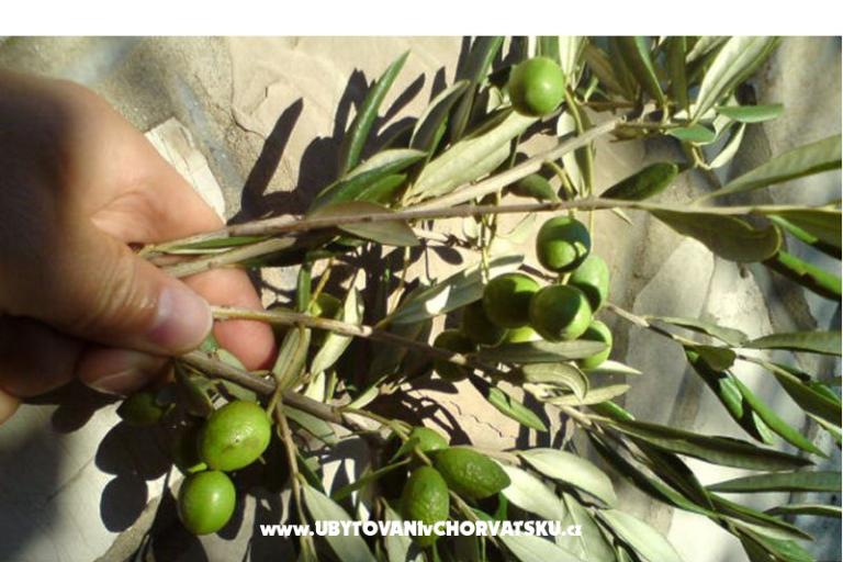 Apartmány  Mate Slavic – foto 31