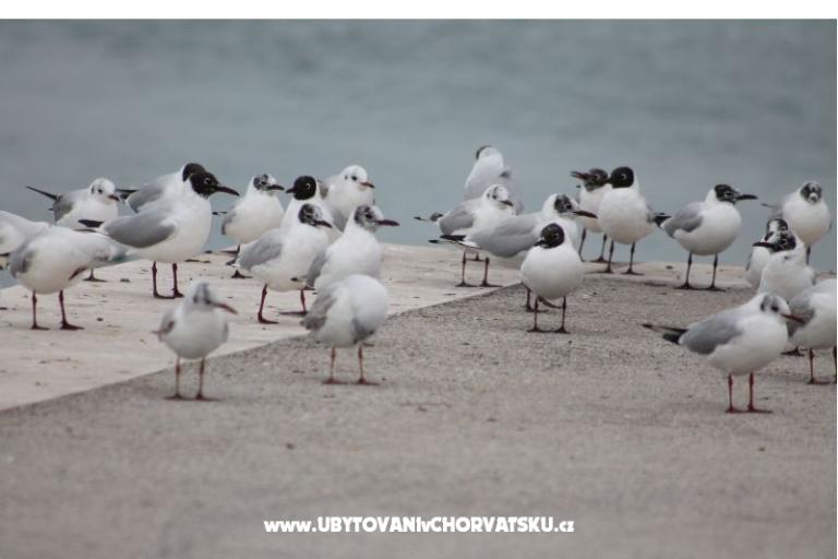 Apartmány Ante i Anita – foto 17